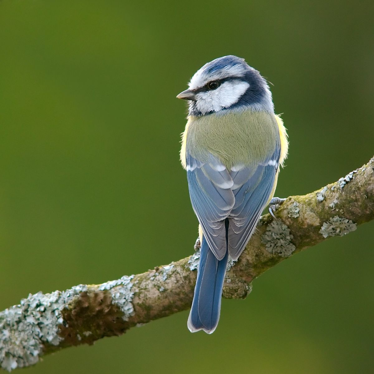 A Blue Tit perched on a branch — identify a bird from a photo with BirdNote