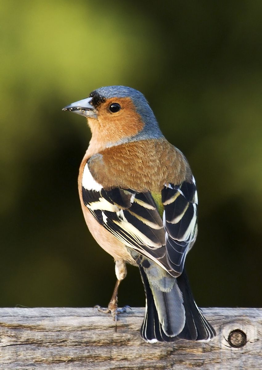 Common Chaffinch identified by BirdNote