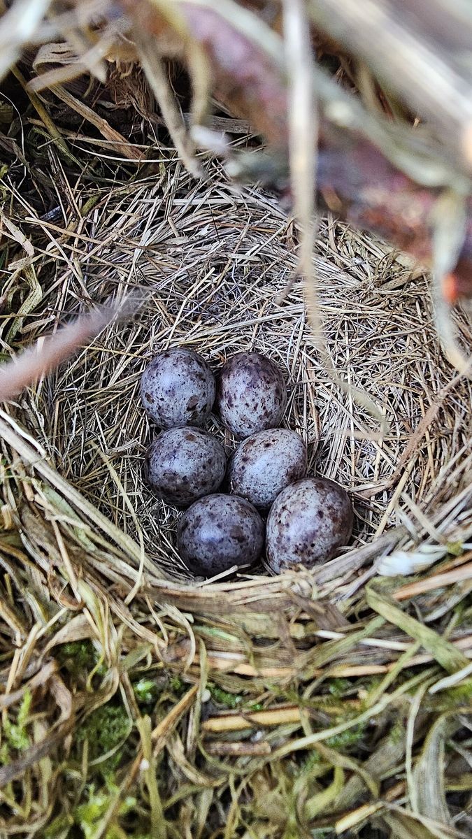 A clutch of speckled bird eggs in a nest