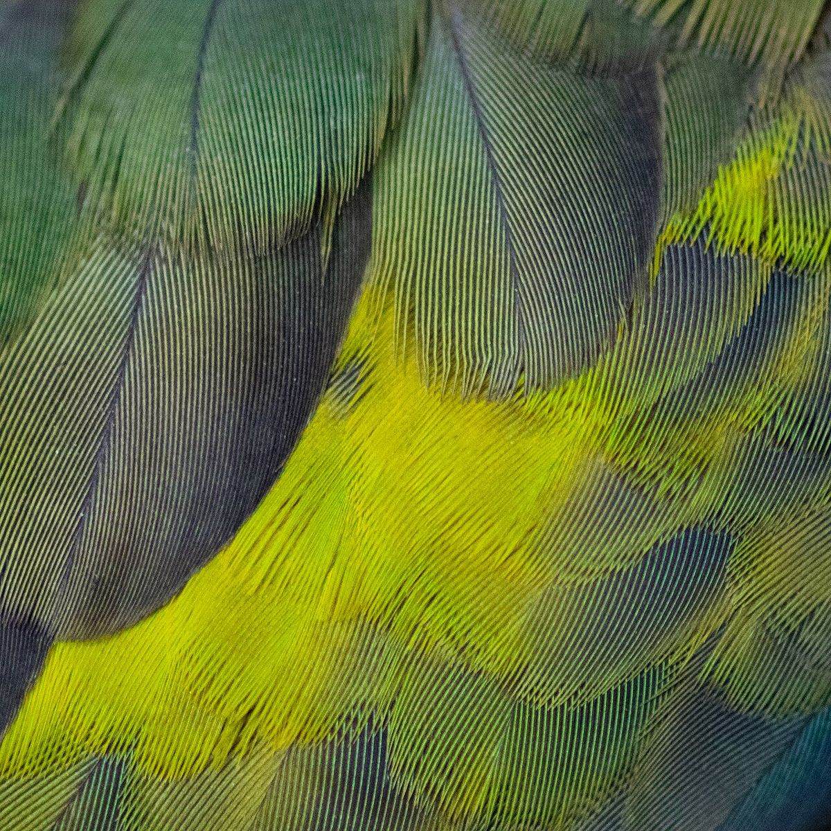 Close-up of patterned bird feathers for feather identification