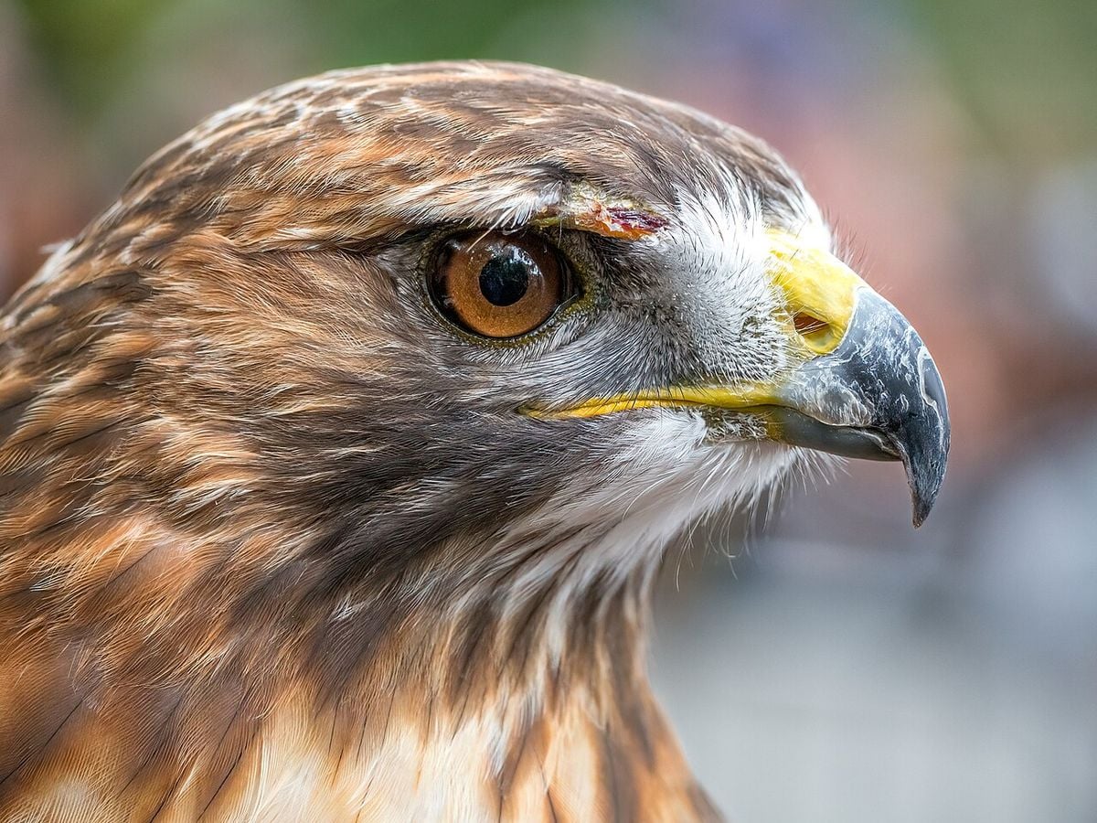 Red-tailed Hawk