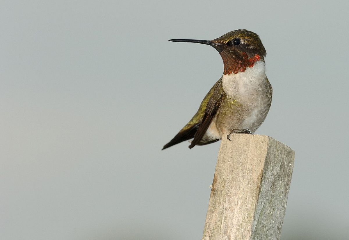 Ruby-throated Hummingbird