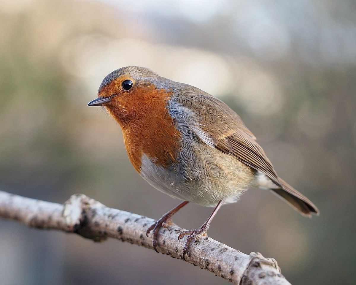 A European Robin singing — identify its song with BirdNote's bird call identifier